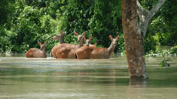 85% of Kaziranga National Park submerged, more than 100 animals dead