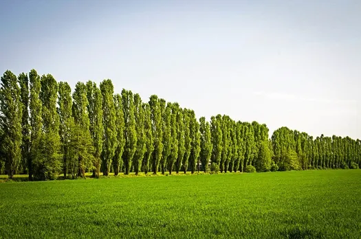 Fluff of poplar trees unlikely to carry COVID-19 virus