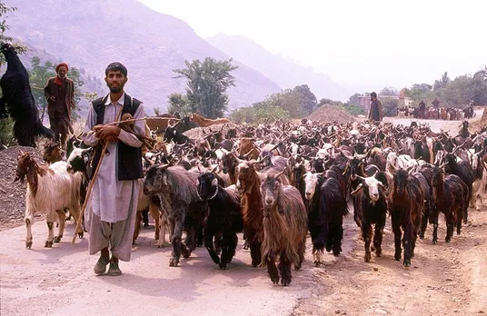 A look into the lives of Gujjar tribe arrived in the meadows of Kashmir