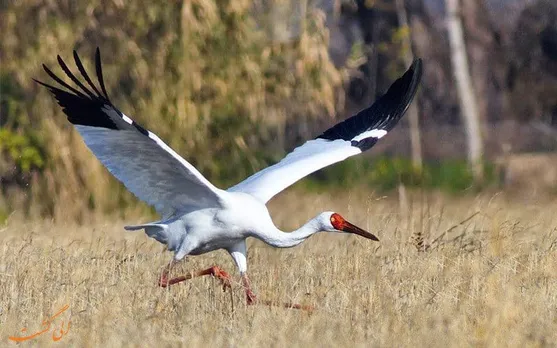 1,700 migratory birds die in Himachal Pradesh