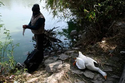 Bird flu reaches 9 states, orders to kill birds and advisory issued