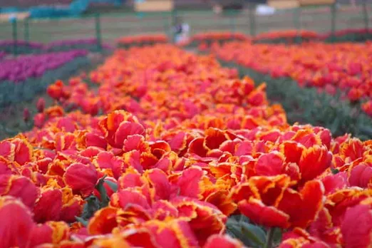 Tulip garden will open for tourists from March 20