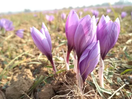 Saffron Production Declines, Fields and Growth Shrink in Kashmir
