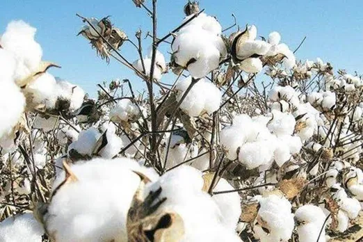 Pakistan approves import of cotton, sugar from India after 19 months