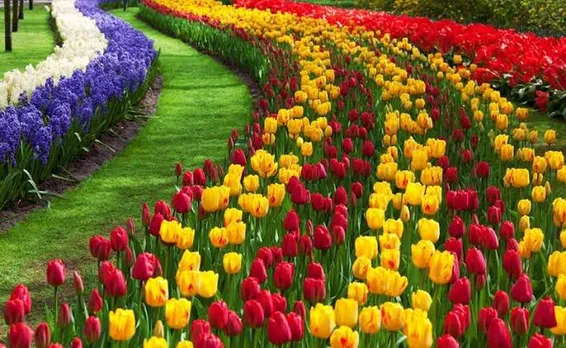 First time: 15 lakh flowers to bloom at Tulip Garden this year