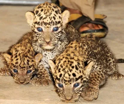 Heartwarming: Three Leopard cubs reunited With their mother in Kashmir