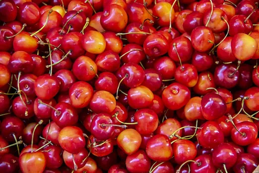 Harvesting of cherry at peak In Kashmir Valley