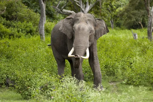 Asian male elephants prefer to be alone: ​​Study