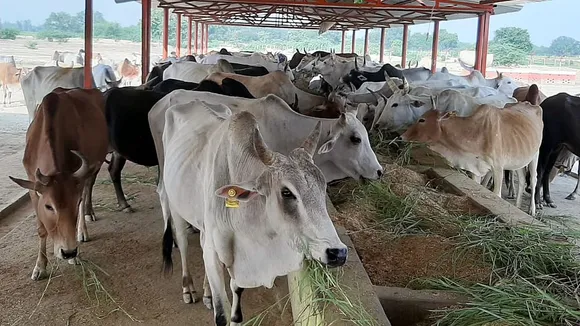 Ban on sacrifice of large animals in Jammu and Kashmir ahead of Eid