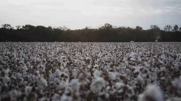 Half of all cotton-growing regions face severe climate risk by 2040