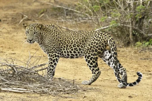 Leopard population in India increased by 63% in just 4 years
