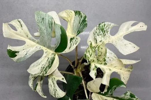 This Plant sold for more than Rs 15 lakhs