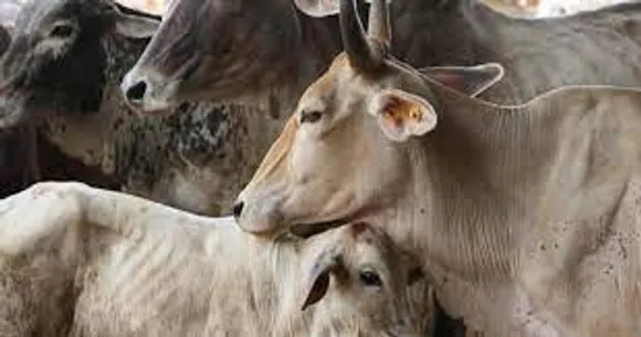 Cow should be declared as national animal: Allahabad high court