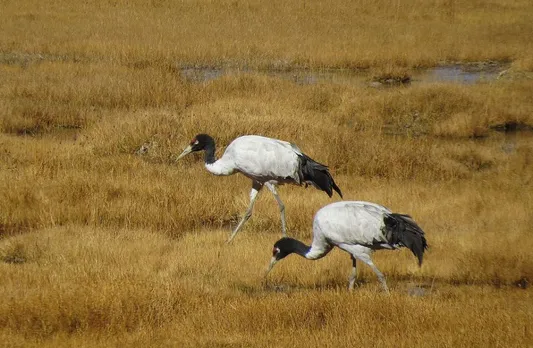 Ladakh declares black-necked crane as its state bird
