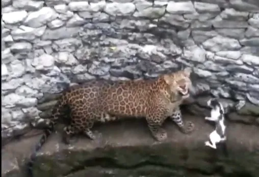 Nashik leopard cat Fight, Yes guys cat is alive