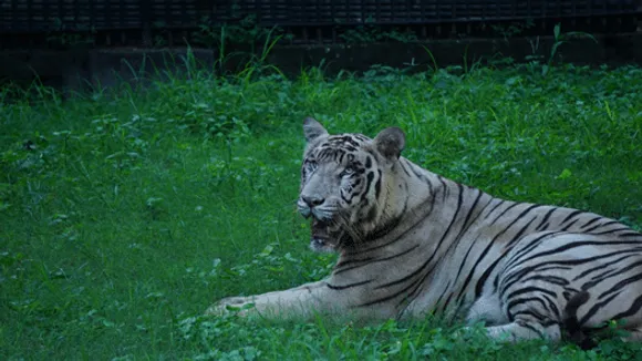 National Zoological park delhi