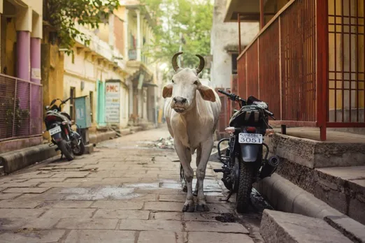 Justice Shekhar Yadav thinks that only cow exhales oxygen, is he right?