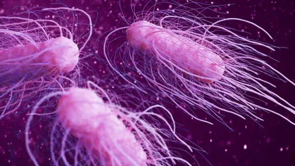 What is Salmonella outbreak, How many active cases found of this?