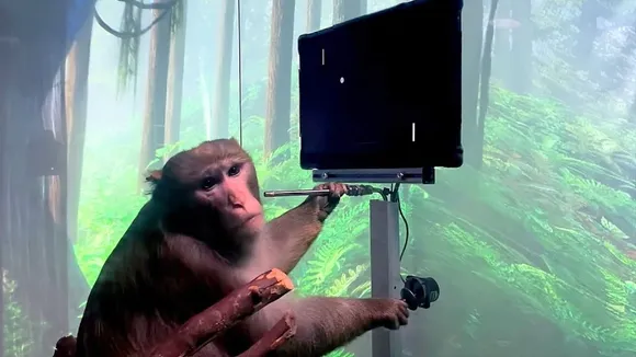 How the Neuralink Company killed 15 Monkeys?
