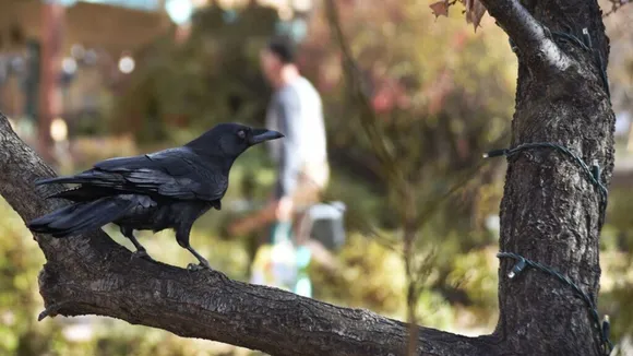 Startup: crows to pick cigarette butts in Sweden