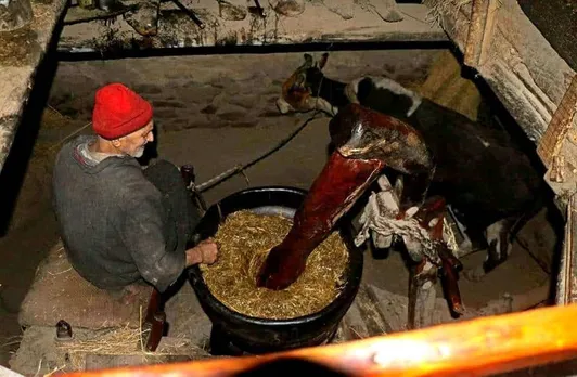 Ghulam Mohammad Wani keeps the tradition of ox-driven oil mills alive