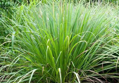 lemon grass farming