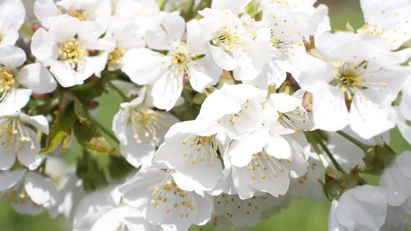 Badamwari: Almond Blossom in Kashmir