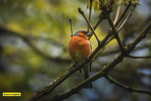 Biodiversity in crisis: Half of earth's species experience alarming declines