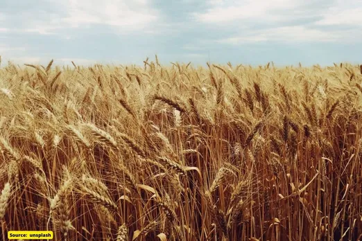 Wheat Crisis: Wheat prices increased in international market