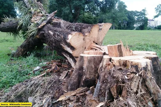 How many trees were cut in Delhi in the last three years?