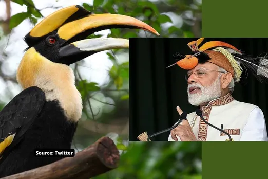 Horrific Video: Why do people kill The Great Indian Hornbill birds in India?