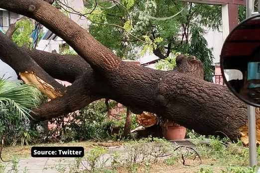 Why do Delhi Trees fall during storms? The answer lies in the concrete!