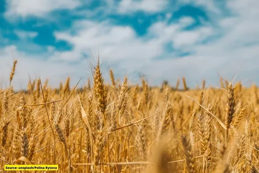 What is phytosanitary problem found in Indian wheat sent back by Turkey?