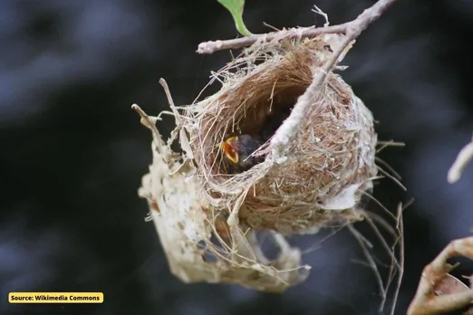 How climate change is affecting birds?