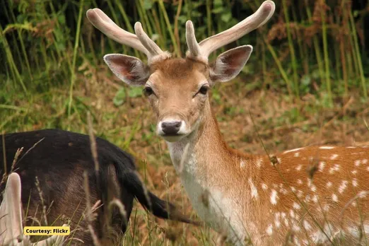 Deer population soars to 2 M in England, are they planning to shoot them?