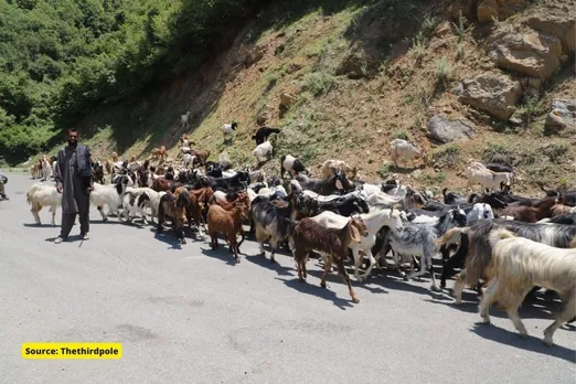 Heatwave in Kashmir spells difficult future for pastoralists