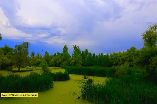 Explained: What are Wetlands and Why are they important?