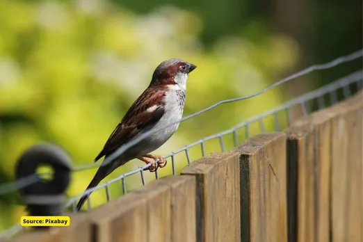 Climate change: bird communities would be in danger by 2080