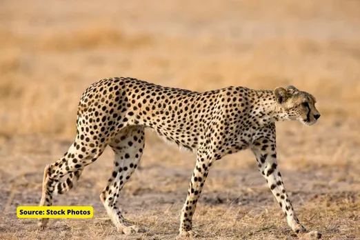 (African Cheetah in India)