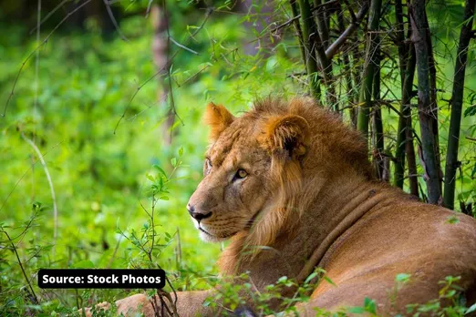 Asiatic Lion's Relocation Project, Where did it stuck?