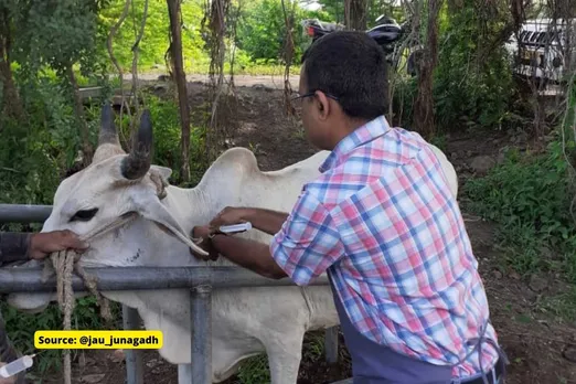 क्या है Lumpy Virus जिससे भारत में मर रही हैं हर दिन 100 से ज्यादा गाय?