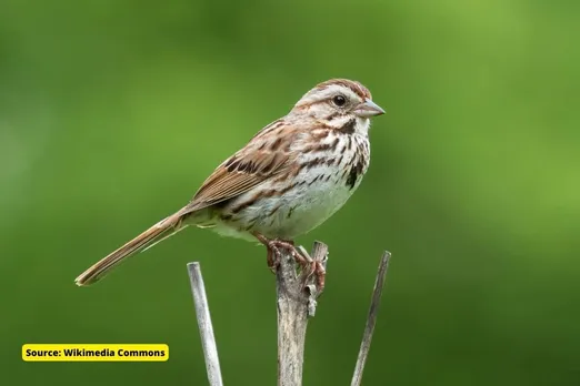 How noise pollution affects bird’s songs?