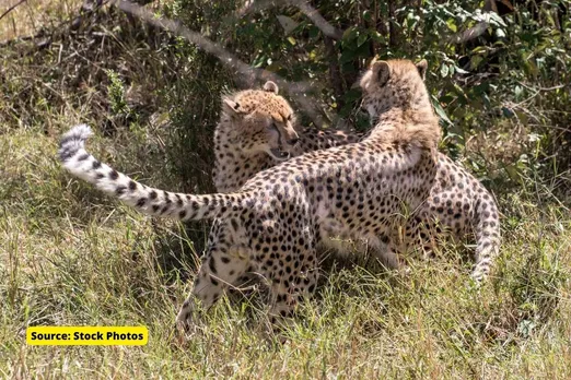 Why one of female cheetah fell ill in Kuno National Park?