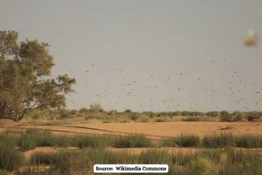 Locust outbreak will increase due to irregular weather due to change in climate