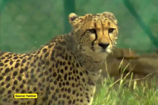 What are names of 8 cheetahs brought to India from Namibia?