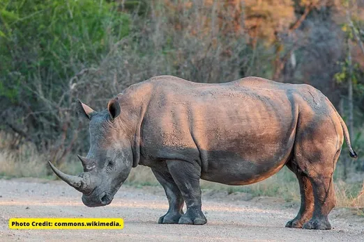 World Rhino Day: why is it commemorated on September 22?