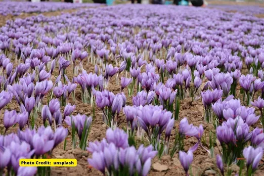 Saffron is more expensive than before due to climate change