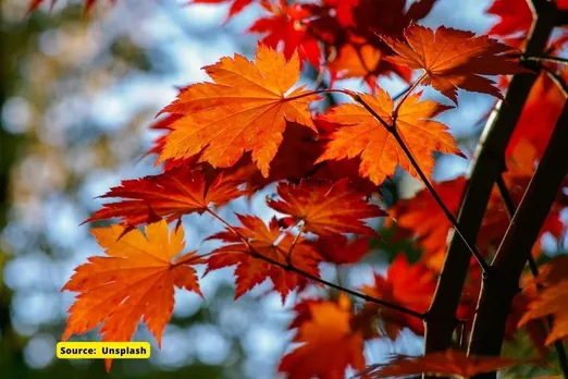 How does climate change affects autumn leaf colour?