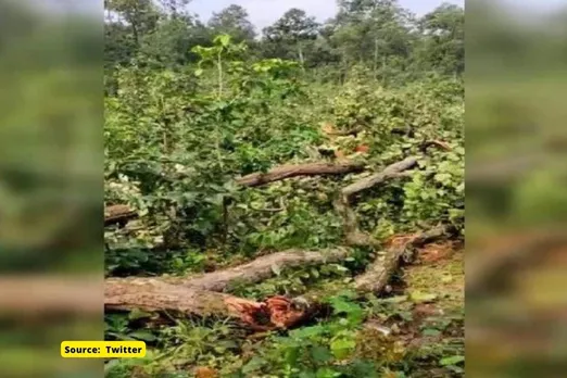 3.9 trees being cut every year for every person