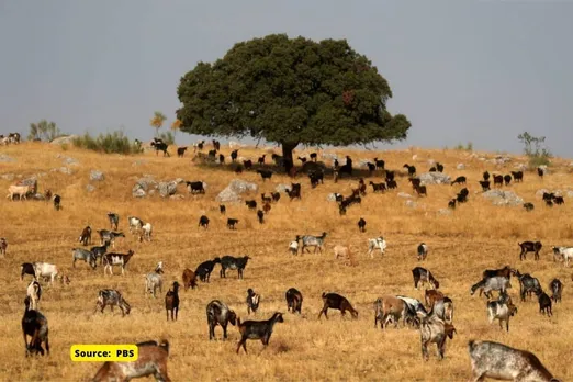 Study: Climate change's impact on wildlife worse than expected